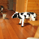 Illustration for article titled IMPORTANT INTERNET CAT NEWS